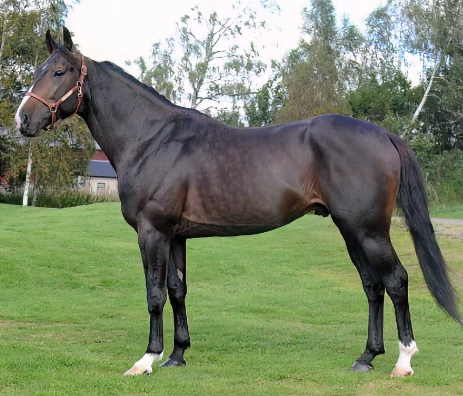 Pato-rakenne-1500